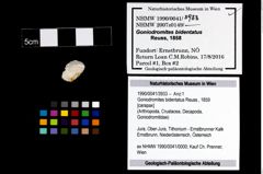 Foto (Objekt + Etikett) von Goniodromites bidentatus (Reuss, 1859)  (NHMW-GEO-1990-0041-3933)